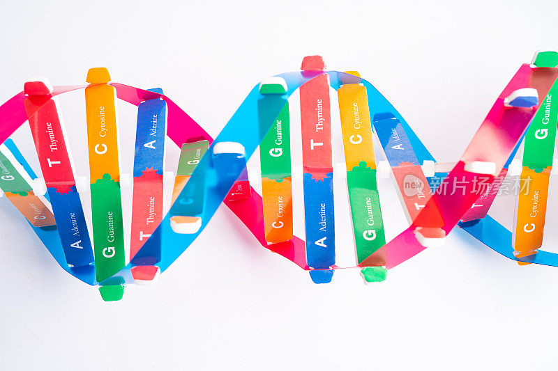DNA或脱氧核糖核酸是一种双螺旋链结构，由碱基对连接到糖磷酸主链上形成。