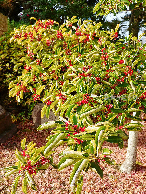 冬青属植物rubra