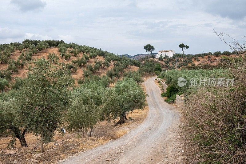 在格拉纳达和科尔多瓦之间，沿着一条土路穿过卡米诺·莫扎拉布连绵起伏的山丘，可以看到一望无际的橄榄树