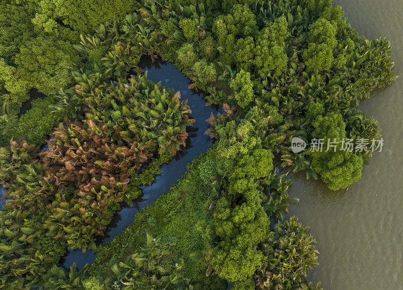 嘉茂省的湿地，运河两岸有尼帕棕榈林