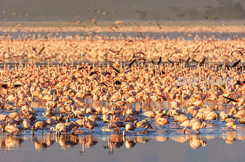 纳库鲁湖上的小火烈鸟群