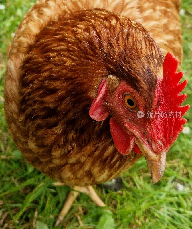 我们家母鸡的特写，有它的喙，红色的鸡冠和漂亮的棕色羽毛