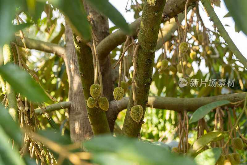 产自越南中部高地嘉莱省的榴莲树，果实幼小