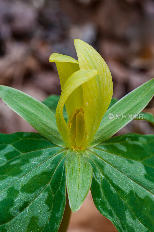 田纳西州大烟山国家公园的黄色Trillium;延龄草luteum;。黄雀花是一种春天的野花，在大烟雾山脉和周围地区有当地的种群。