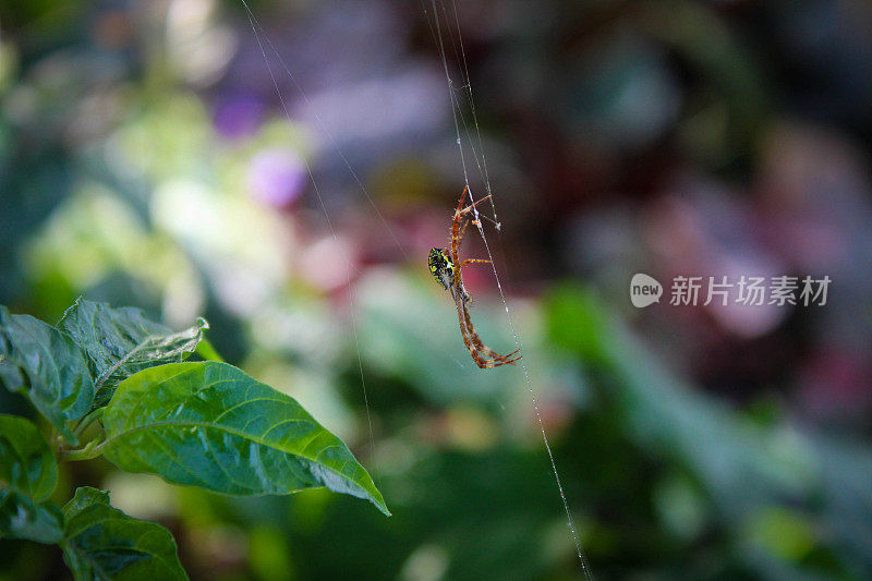 黄色的有毒蜘蛛，在辣椒的叶子中筑巢或结网