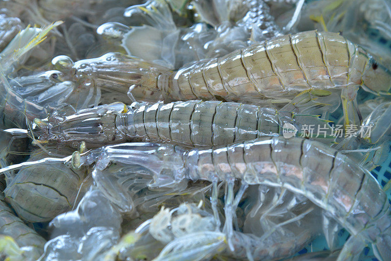 螳螂虾作为海鲜