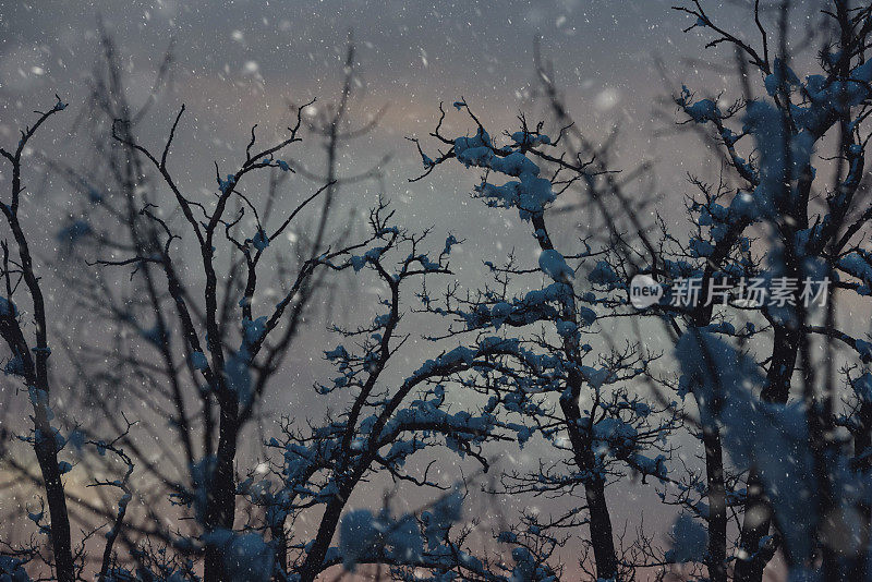 夜雪落在光秃秃的树上