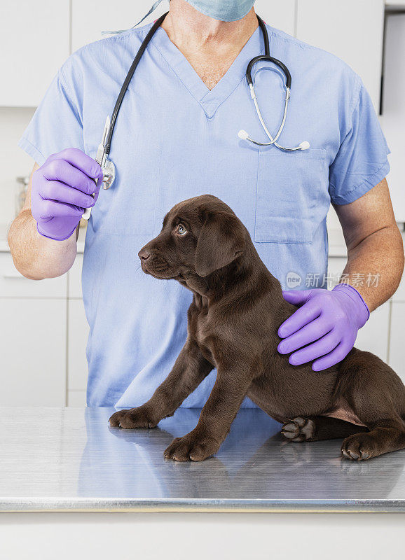 巧克力拉布拉多小狗对兽医拿着剪刀的反应-概念阉割和阉割你的狗