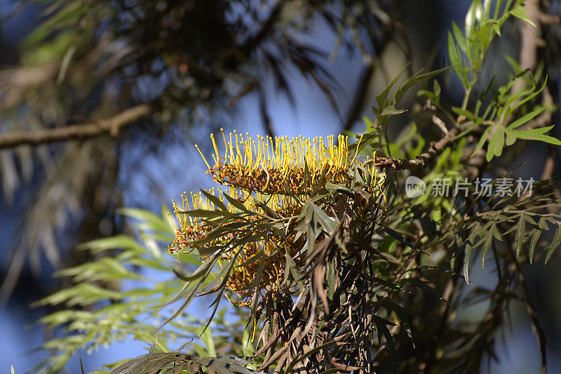 一朵生长在树上的卢旺达花