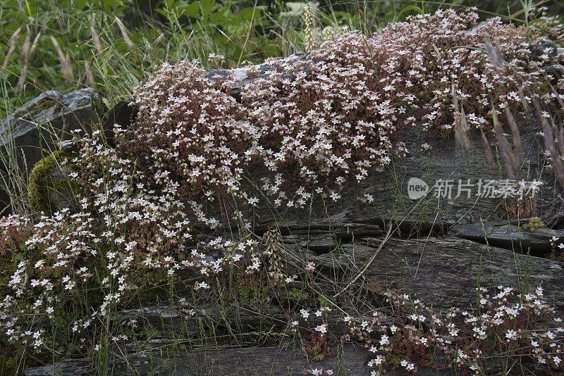 西班牙圣地亚哥卡米诺的一种英国石竹属植物