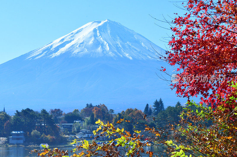 日本富士五湖地区的富士山和秋叶