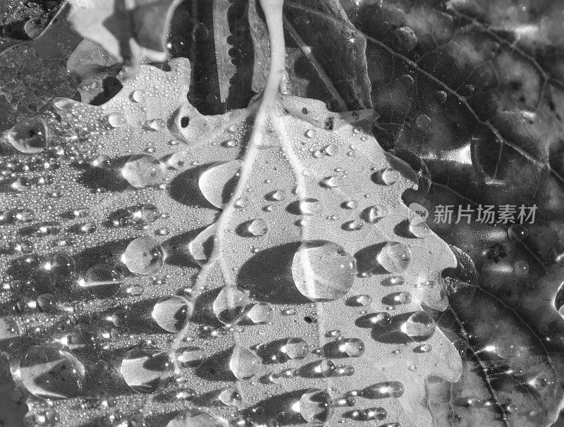 秋叶上的雨滴-抽象和单色