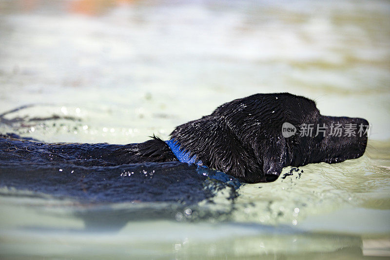 黑狗在海里游泳