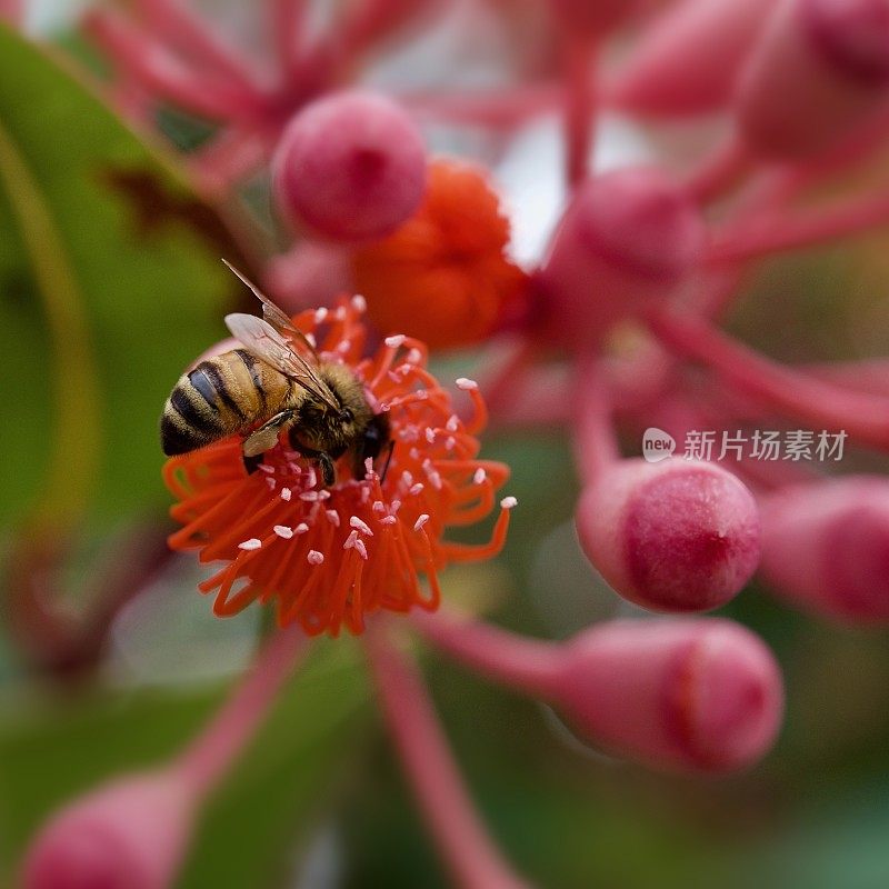 蜜蜂在开花的柑橘树胶开花