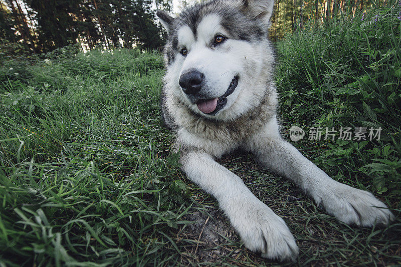 美丽的雪橇犬躺在草地上，戴着gps项圈