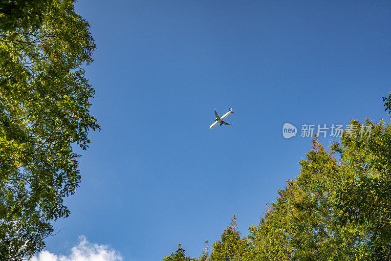 飞机飞过树林