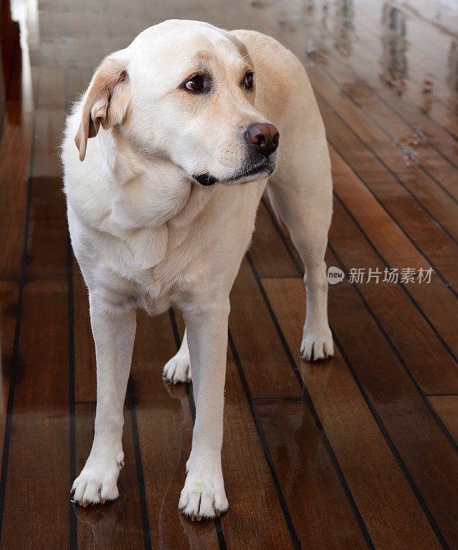 船上甲板上的拉布拉多寻回犬