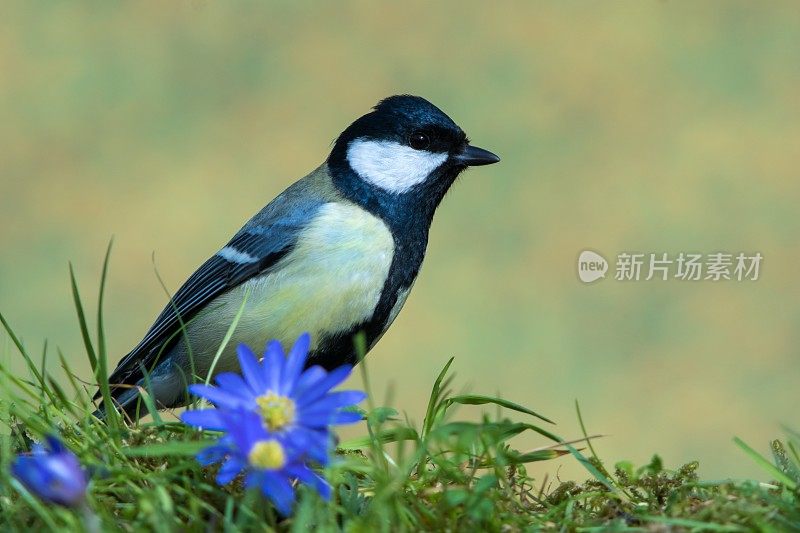 春季大山雀