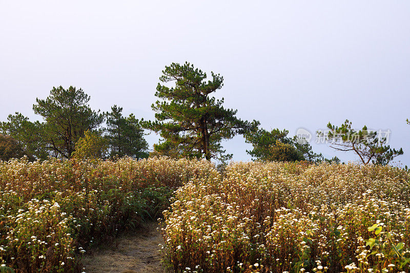 小路之间的花山Doi孟Angkhet