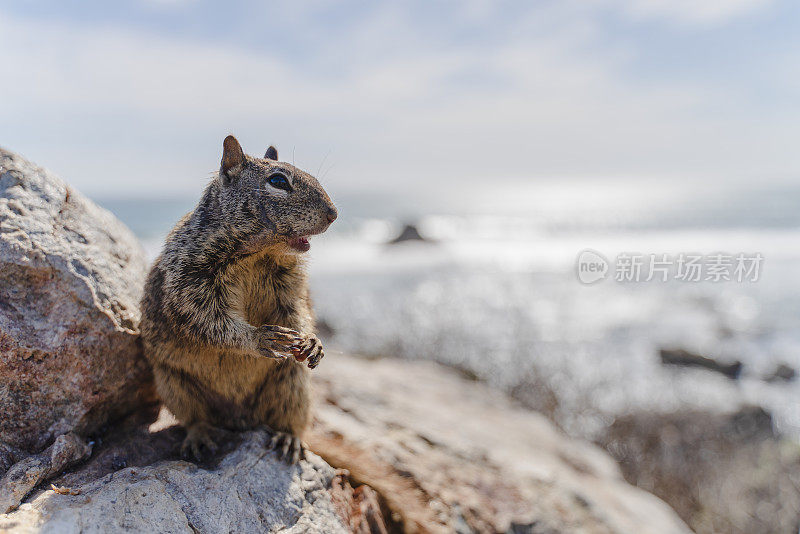 春天阳光明媚的日子里，在圣西蒙附近的加利福尼亚太平洋海岸的岩石上休息的加利福尼亚地松鼠。