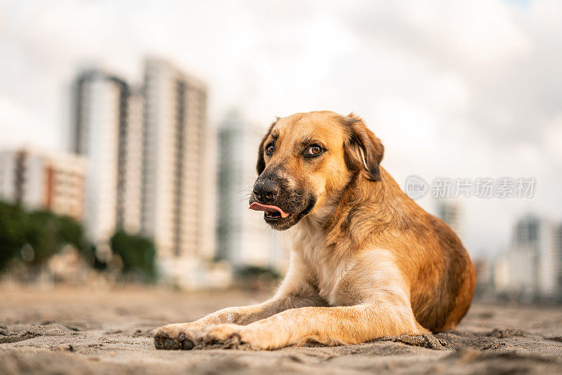 海滩上的狗