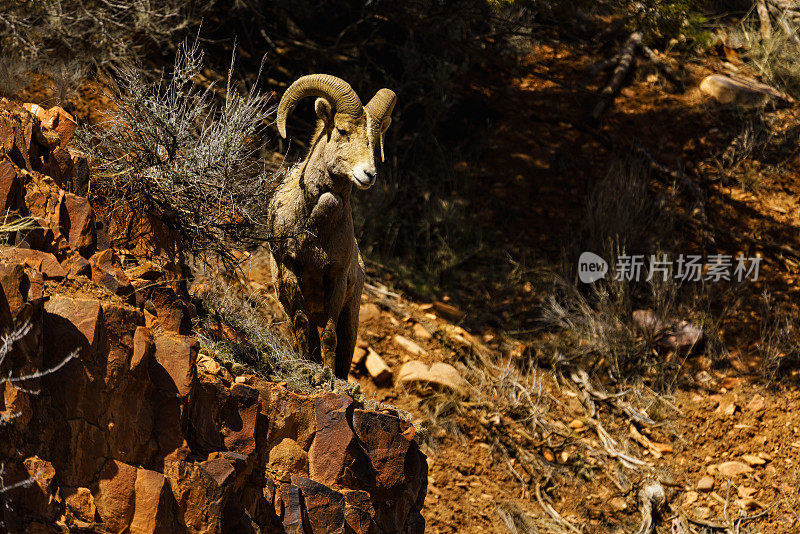 红岩悬崖上的大角羊