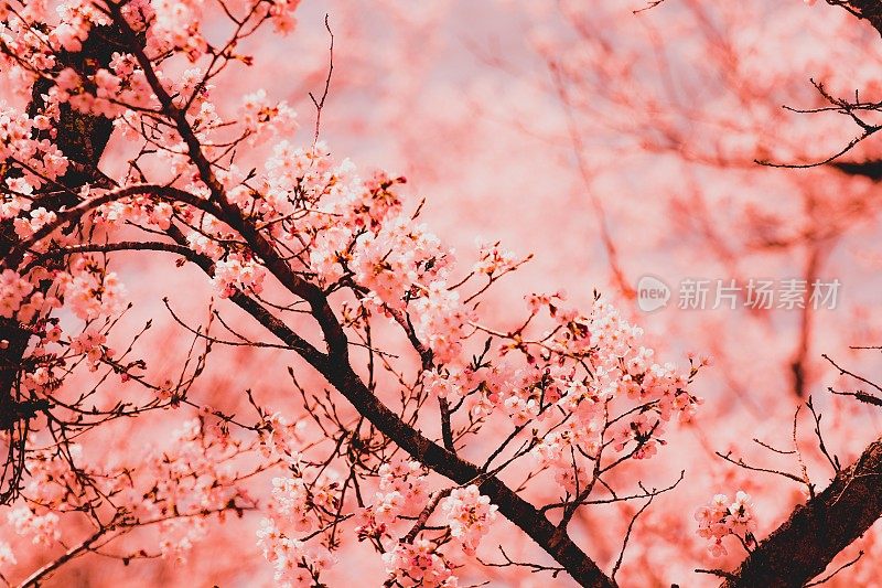 美丽的樱花在日本盛开