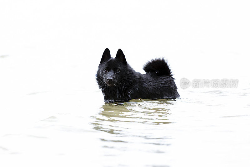 希珀克，小黑狗站在水中，背景，复制空间