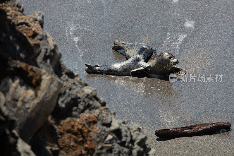 海滩上的海豹。雌性和幼仔喂养