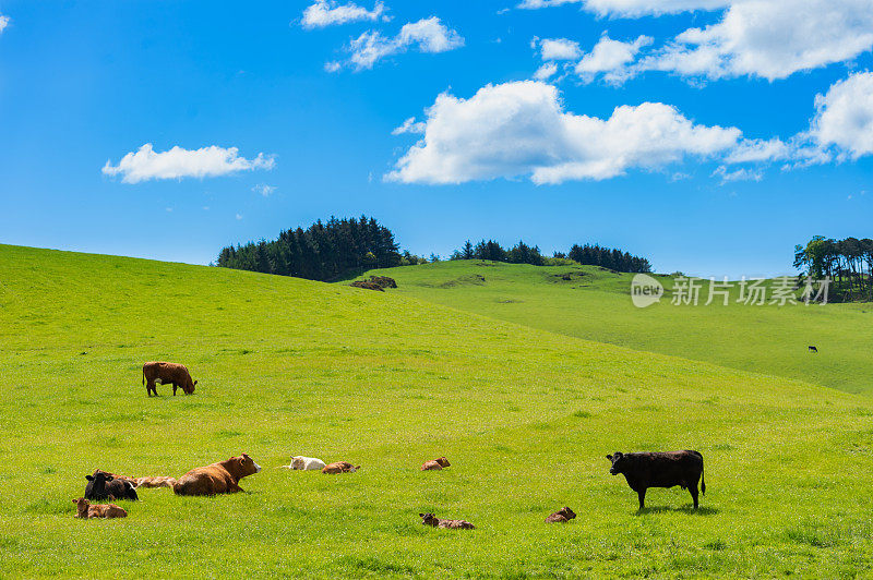 田野里的肉牛和小牛