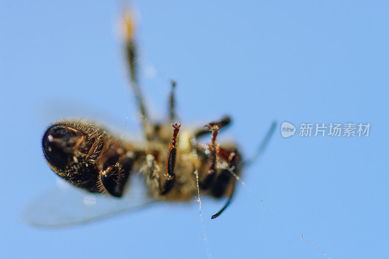 蜘蛛网里的死蜜蜂