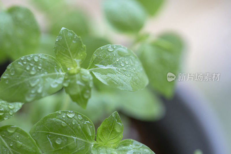 雨滴落在罗勒叶上