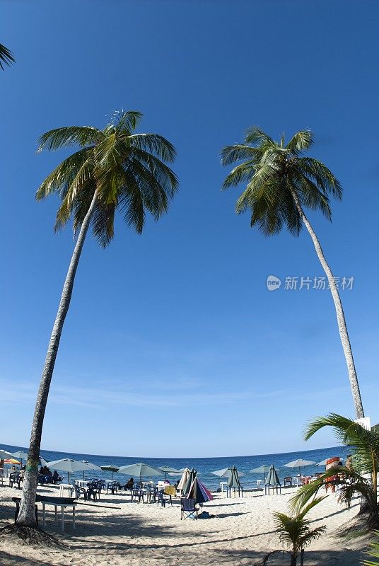 有椰子树的热带加勒比海滩