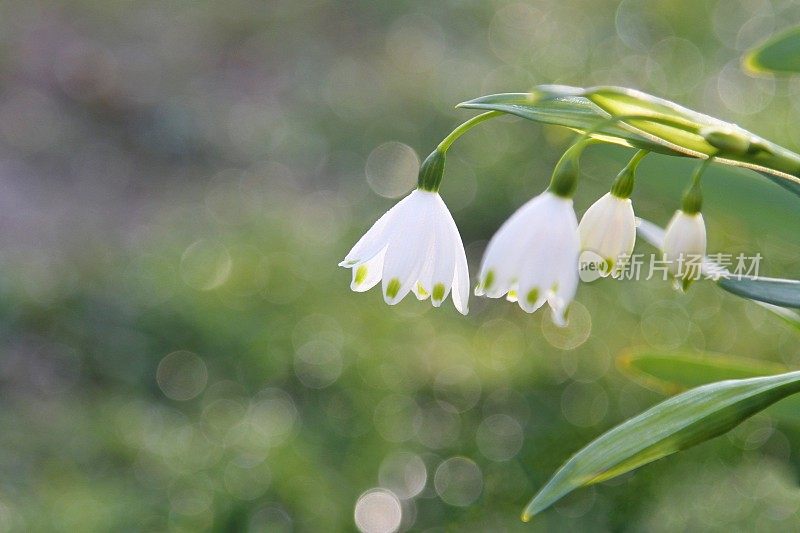 雪花莲关闭