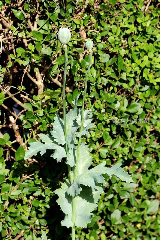 两种罂粟或罂粟属开花植物，有圆形蒴果和顶部发散的柱头射线，被叶子包围，种在树篱前