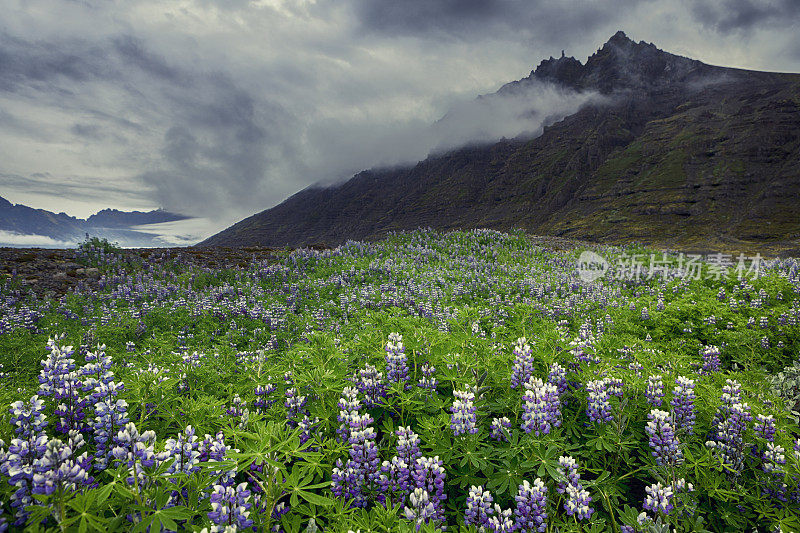 冰岛Skaftafell的羽扇豆和冰岛植物