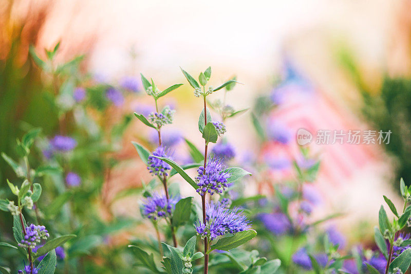 美国国旗的背景。紫色开花植物与旗