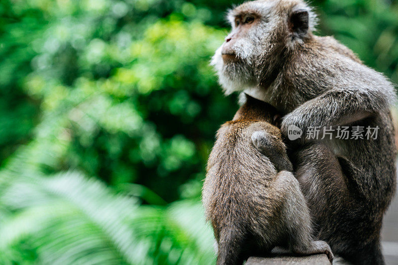 乌布圣猴森林，母猴带着幼猴