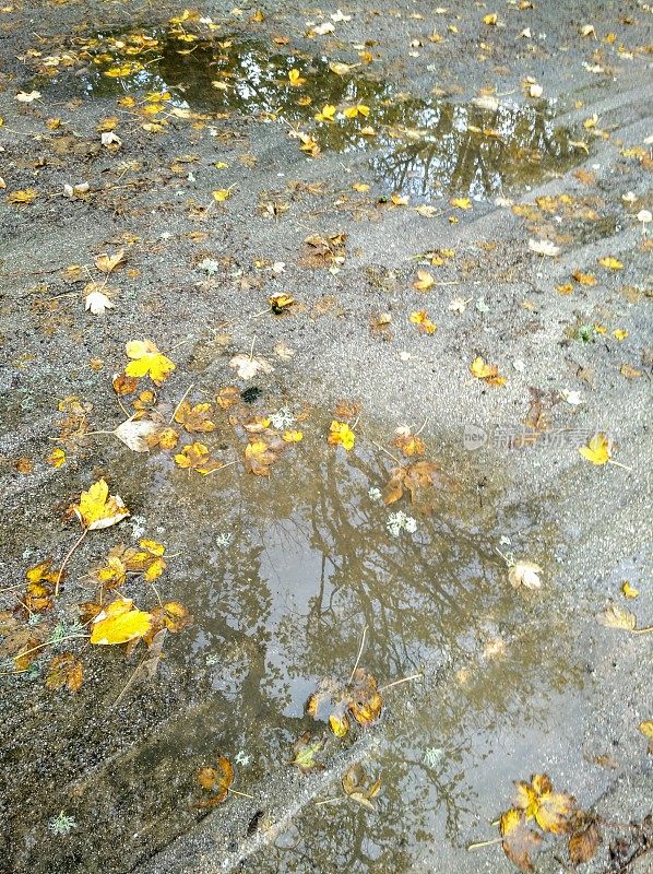 秋天的水坑，黄叶和泥痕