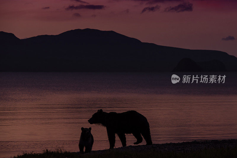 堪察加半岛千岛湖的日出，妈妈和棕熊宝宝