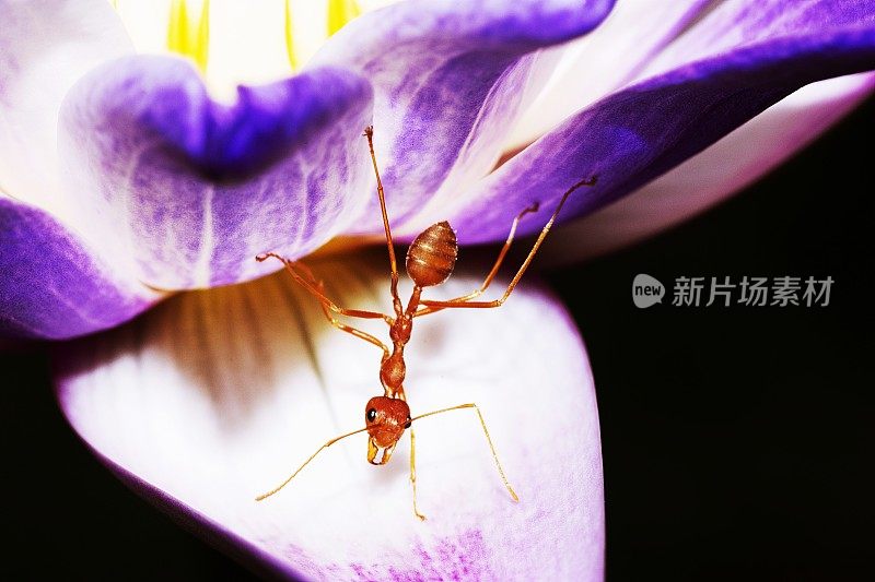 蚂蚁爬荷花睡莲花。