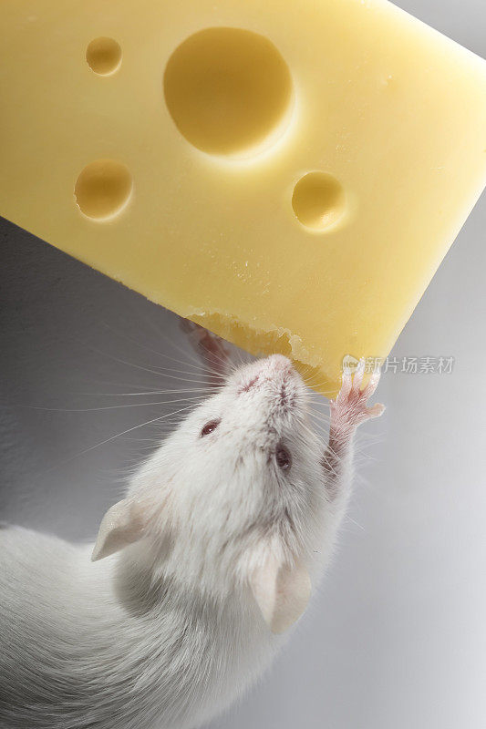 小白鼠在吃黄色的奶酪