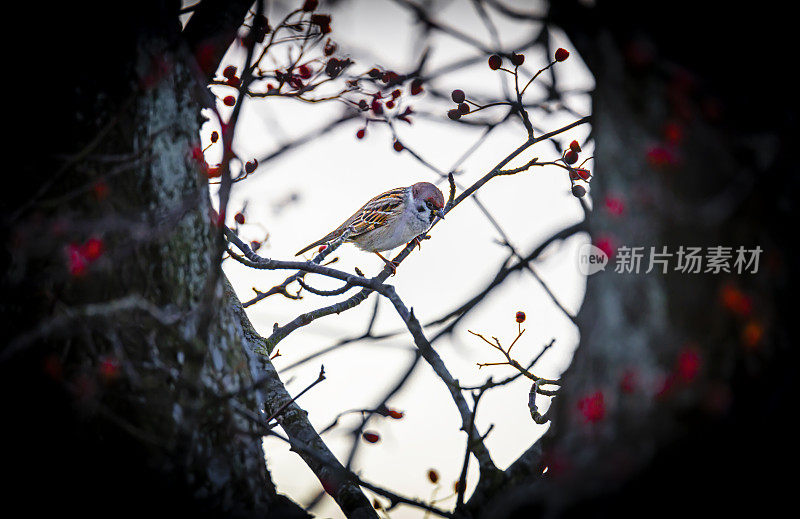 树麻雀