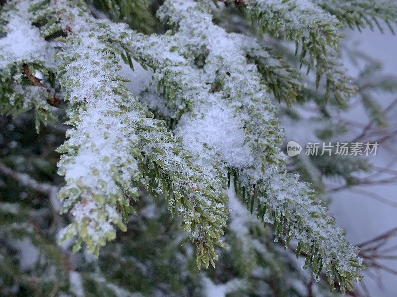 冷杉枝在雪中