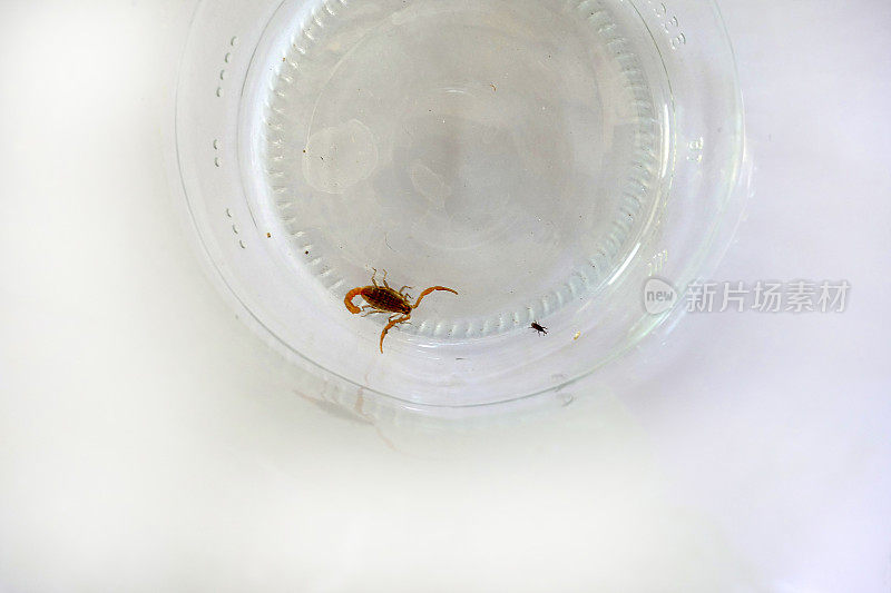 瓶子里的蝎子和甲虫