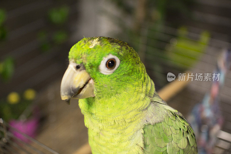 绿色的亚马逊鹦鹉