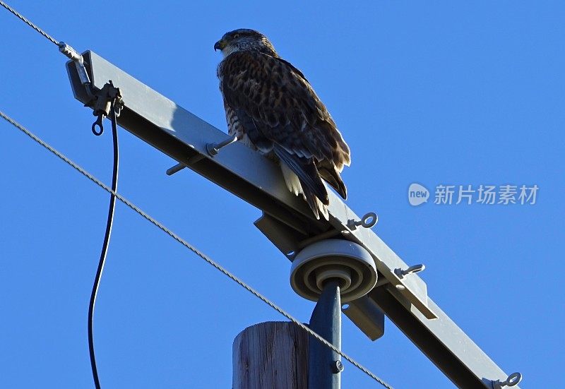 俄勒冈铁鹰禅