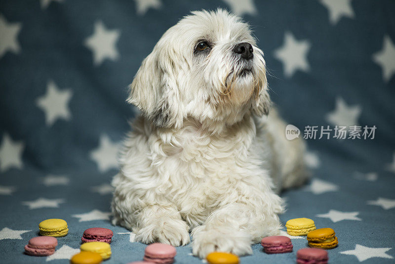 可爱的小白狗摆姿势与彩色杏仁饼干-库存照片