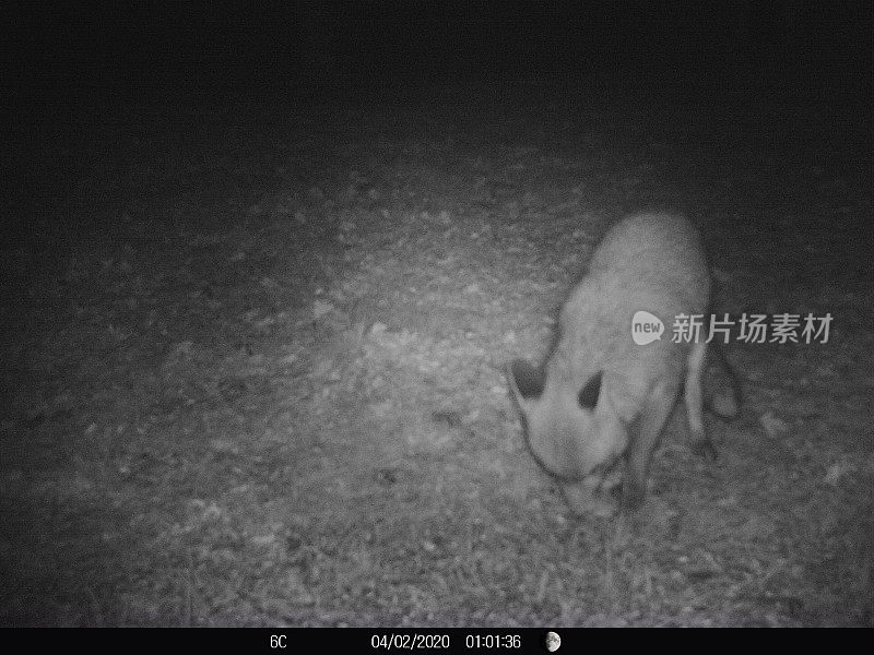 狐狸晚上在法国花园觅食