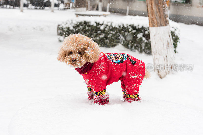 雪天里，泰迪狗穿着中国的衣服和鞋子在雪地里玩耍